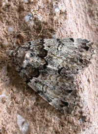False Underwing